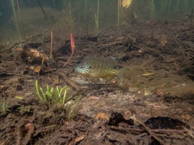 Akvaryumdaki güzel egzotik balığın yakın plan çekimi.
