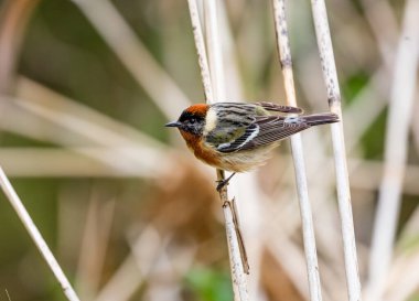 Dallara tüneyen güzel vahşi kuşun yakın çekimi
