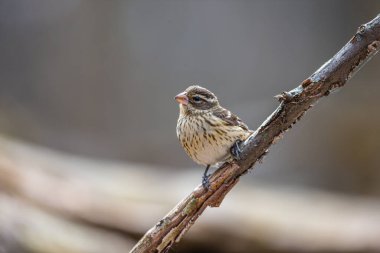 Dallara tüneyen güzel vahşi kuşun yakın çekimi