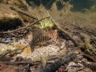 Akvaryumdaki güzel egzotik balığın yakın plan çekimi.