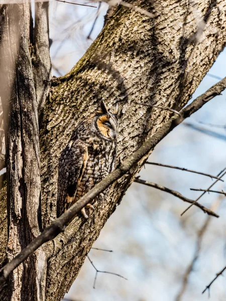 Gros Plan Belle Chouette Dans Habitat Naturel — Photo