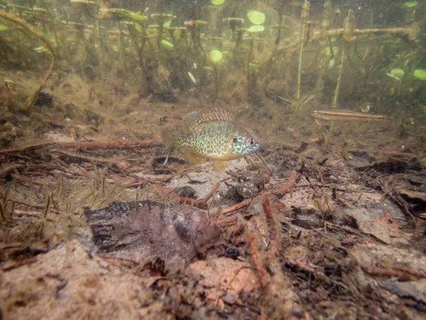 Gros Plan Beaux Poissons Exotiques Dans Aquarium — Photo