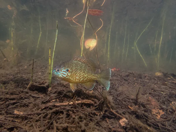 Крупным Планом Красивые Экзотические Рыбы Аквариуме — стоковое фото
