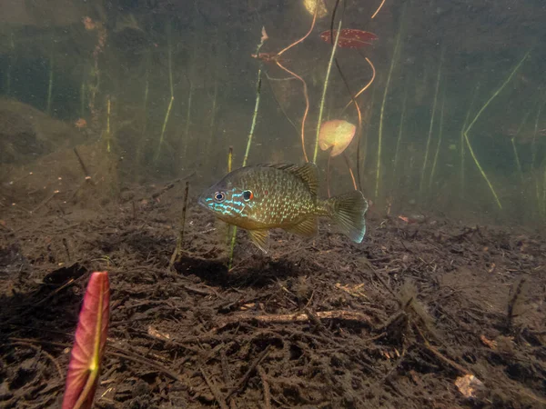 Primer Plano Hermosos Peces Exóticos Acuario — Foto de Stock