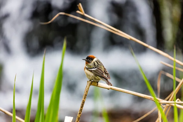 Primer Plano Hermoso Pájaro Salvaje Posado Rama — Foto de Stock