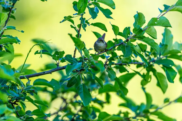 緑の葉の枝に小さな鳥が群がっていて — ストック写真