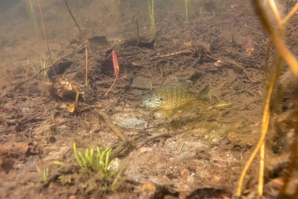 Tiro Submarino Peces Fondo Del Lago — Foto de Stock