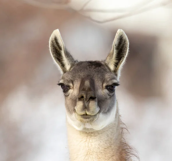 Close Shot Van Schattige Lama Winter — Stockfoto