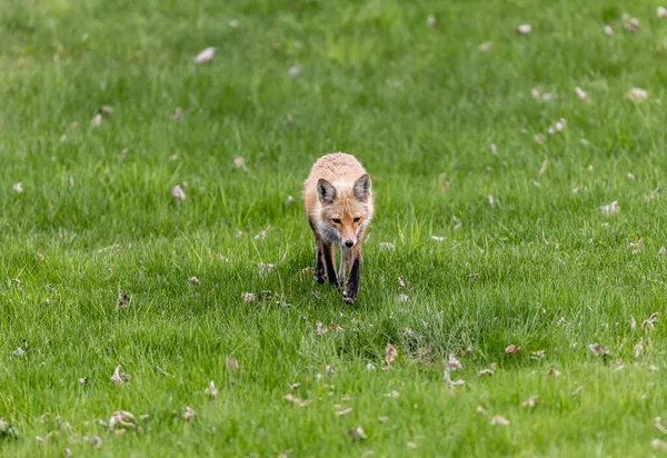 Gros Plan Beau Renard Sauvage Sur Prairie Verte — Photo