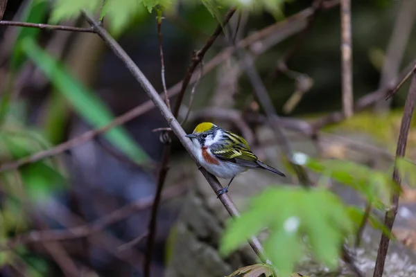 Nahaufnahme Eines Schönen Wildvogels Der Auf Einem Ast Hockt — Stockfoto