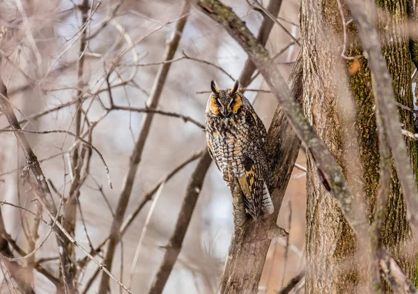 Gros Plan Belle Chouette Dans Habitat Naturel — Photo