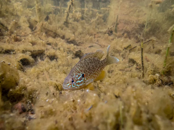 Împușcat Aproape Pești Exotici Frumoși Acvariu — Fotografie, imagine de stoc