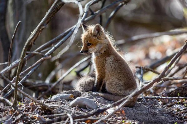 Gros Plan Petit Renard Roux Dans Forêt — Photo