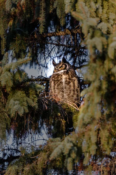 Close Shot Van Mooie Uil Natuurlijke Habitat — Stockfoto