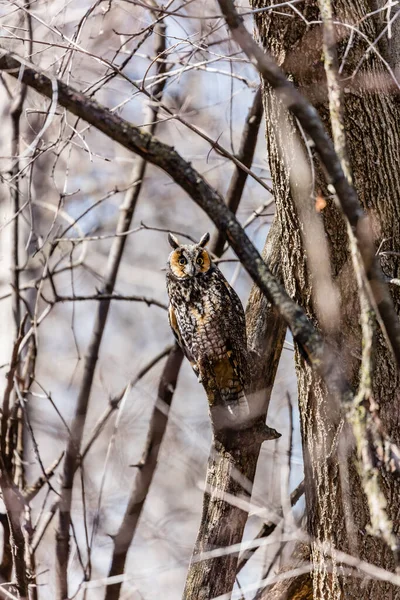 Gros Plan Belle Chouette Dans Habitat Naturel — Photo