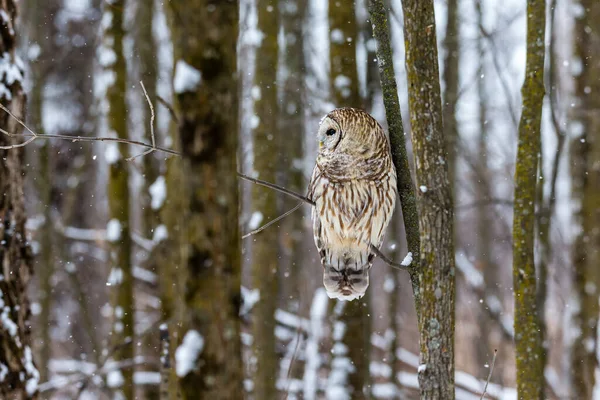 Zblízka Záběr Krásné Sovy Přírodním Prostředí — Stock fotografie