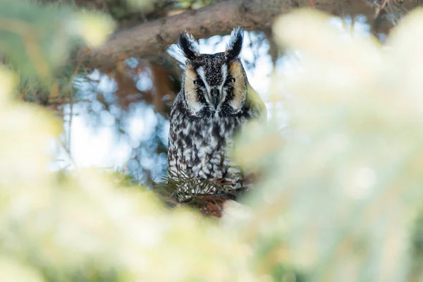 Primo Piano Colpo Bella Civetta Habitat Naturale — Foto Stock