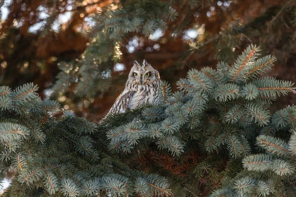 Close Shot Beautiful Owl Natural Habitat — Stock Photo, Image