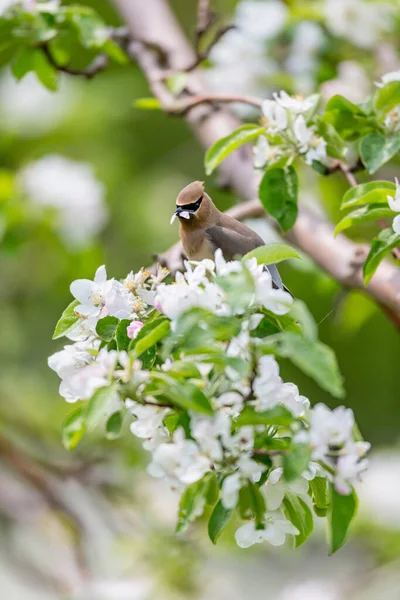 Close Beautiful Wild Bird Perching Branch — Stock Photo, Image