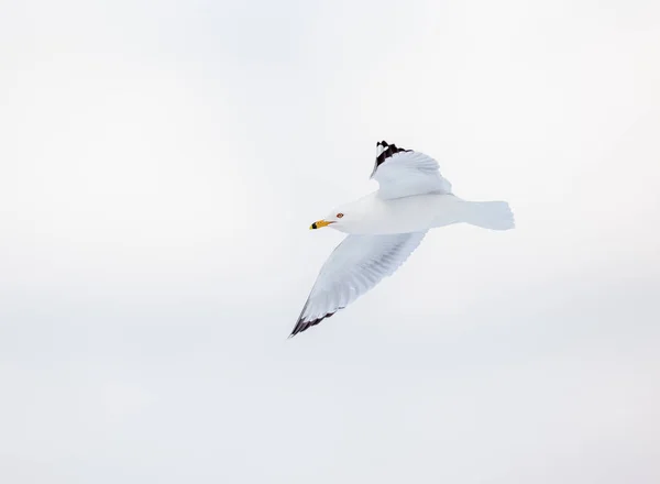 Close Shot Seagull Flying Sky —  Fotos de Stock