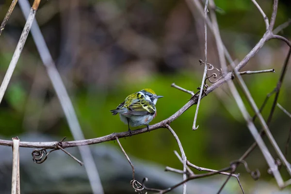 Dallara Tüneyen Güzel Vahşi Kuşun Yakın Çekimi — Stok fotoğraf