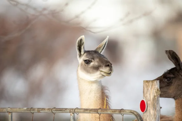 Primer Plano Adorables Llamas Invierno — Foto de Stock