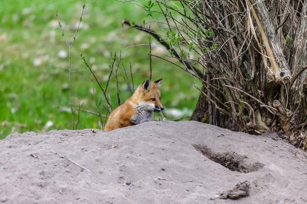 Närbild Bild Vacker Vild Räv Grön Äng — Stockfoto