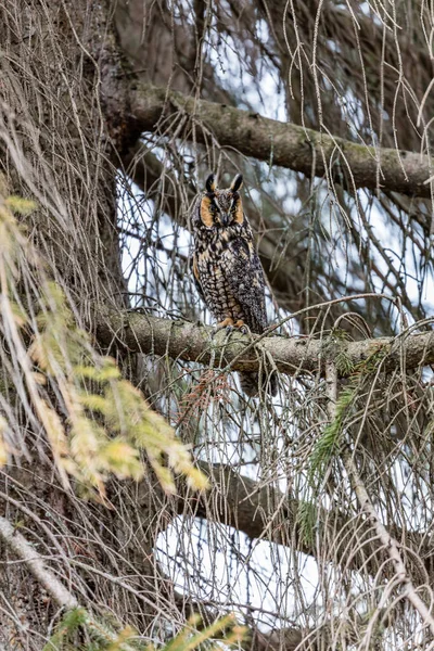 Gros Plan Belle Chouette Dans Habitat Naturel — Photo