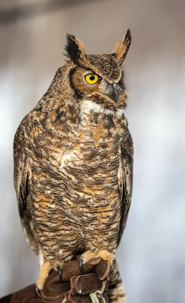 Close Shot Beautiful Owl Blurred Background — Stock Photo, Image