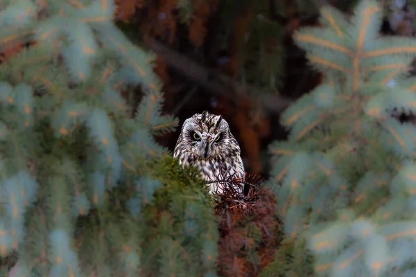 Primo Piano Colpo Bella Civetta Habitat Naturale — Foto Stock