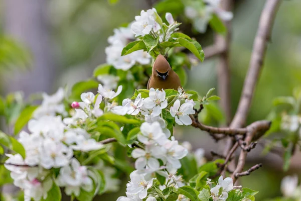 Närbild Vackra Vilda Fågel Sittande Gren — Stockfoto