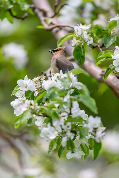 Närbild Vackra Vilda Fågel Sittande Gren — Stockfoto