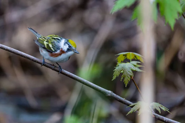 枝の上に広がる美しい野鳥のクローズアップ — ストック写真