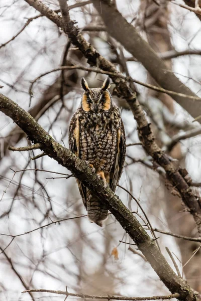 Gros Plan Belle Chouette Dans Habitat Naturel — Photo