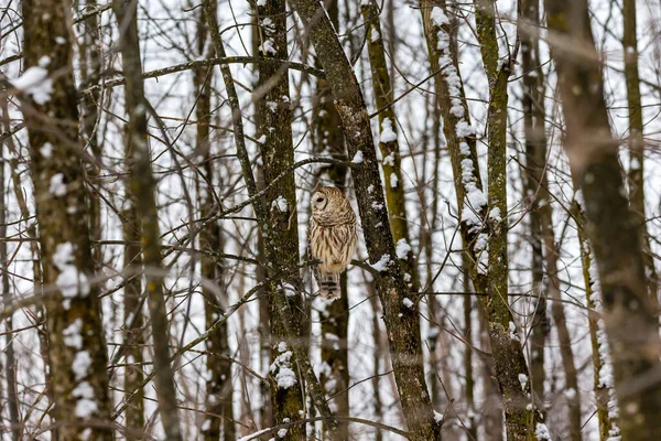 Gros Plan Belle Chouette Dans Habitat Naturel — Photo