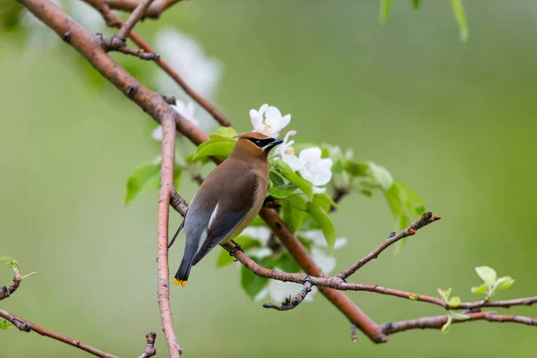 美丽的野鸟栖息在树枝上的特写 — 图库照片