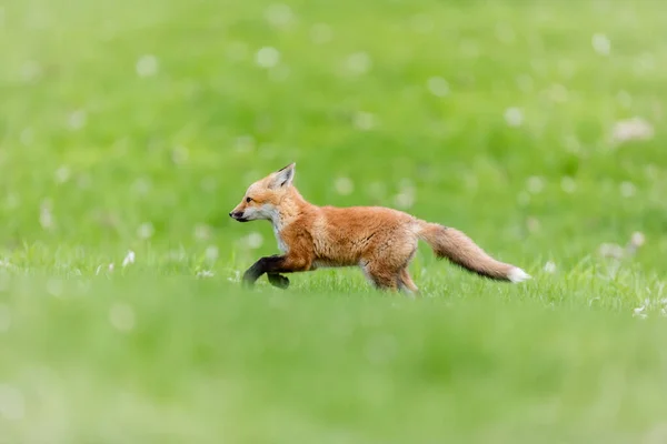 초원에서 아름다운 여우의 — 스톡 사진
