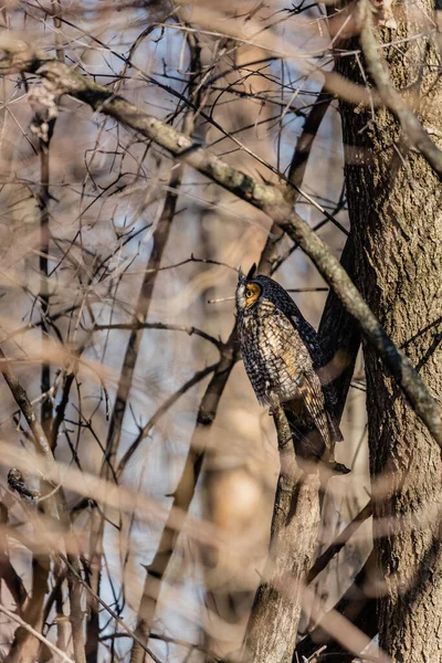 Närbild Vacker Uggla Naturlig Miljö — Stockfoto