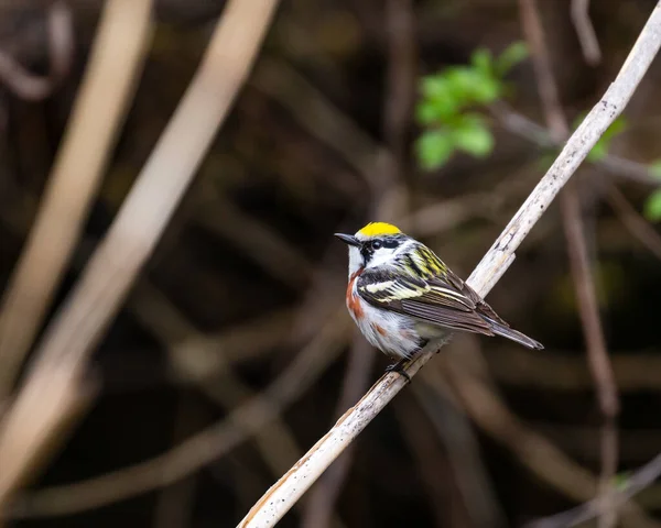 Primo Piano Bellissimo Uccello Selvatico Appollaiato Ramo — Foto Stock