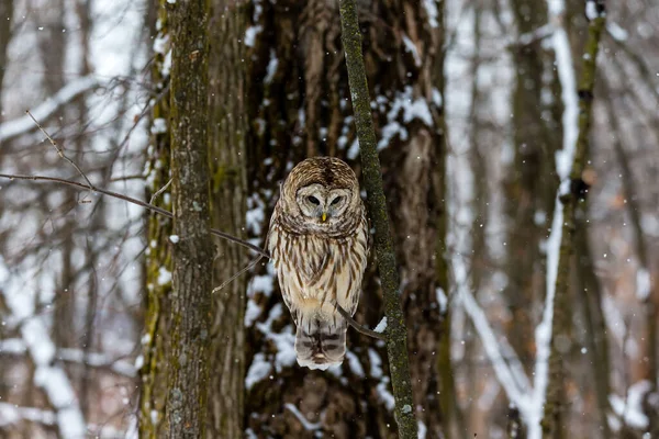 Gros Plan Belle Chouette Dans Habitat Naturel — Photo