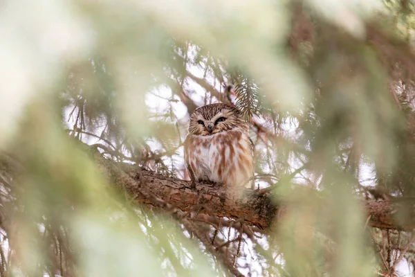 Primo Piano Colpo Bella Civetta Habitat Naturale — Foto Stock