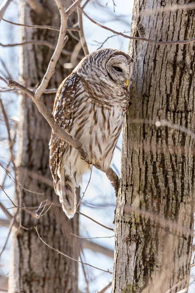 Gros Plan Belle Chouette Dans Habitat Naturel — Photo