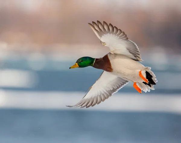 Doğada uçan güzel vahşi ördeğin manzaralı görüntüsü.