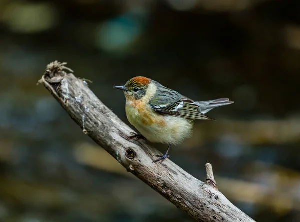 Nahaufnahme Eines Schönen Wildvogels Der Auf Einem Ast Hockt — Stockfoto