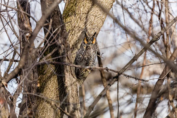 Gros Plan Belle Chouette Dans Habitat Naturel — Photo