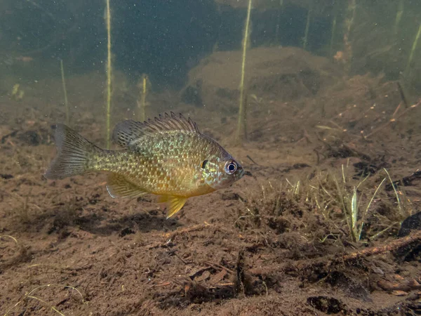 Gros Plan Beaux Poissons Exotiques Dans Aquarium — Photo