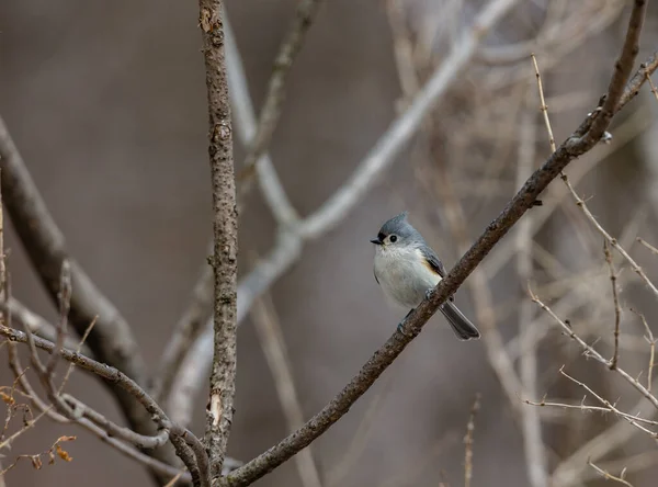 Gros Plan Magnifique Oiseau Sauvage Perché Sur Une Branche — Photo