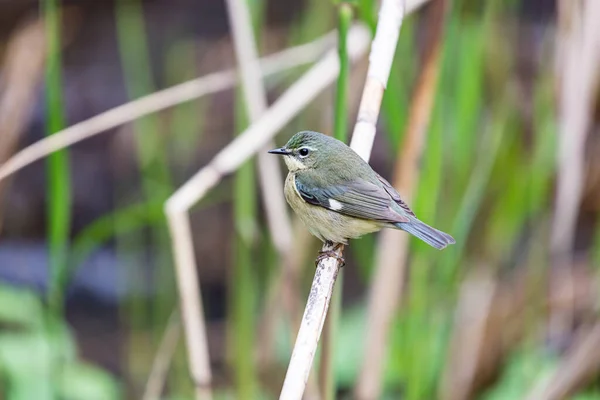 Nahaufnahme Eines Schönen Wildvogels Der Auf Einem Ast Hockt — Stockfoto