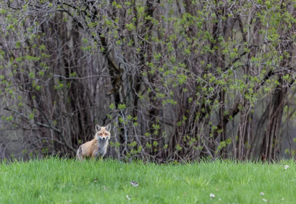 Primo Piano Colpo Bella Volpe Selvatica Sul Prato Verde — Foto Stock