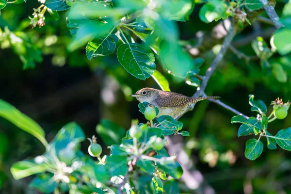 Närbild Skott Liten Fågel Sittande Gren Med Gröna Blad — Stockfoto